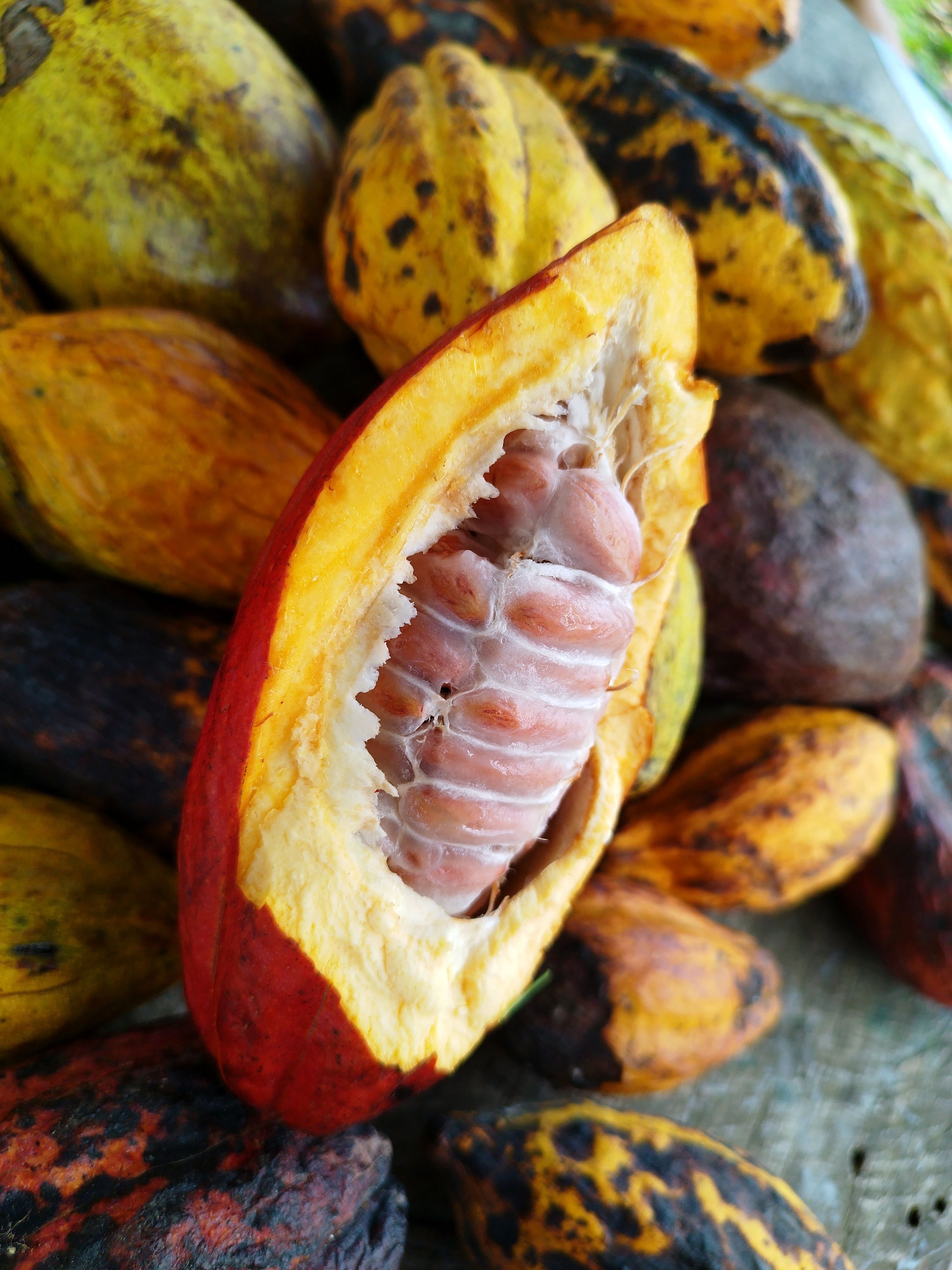 Fèves de cacao Vanilla & Spices