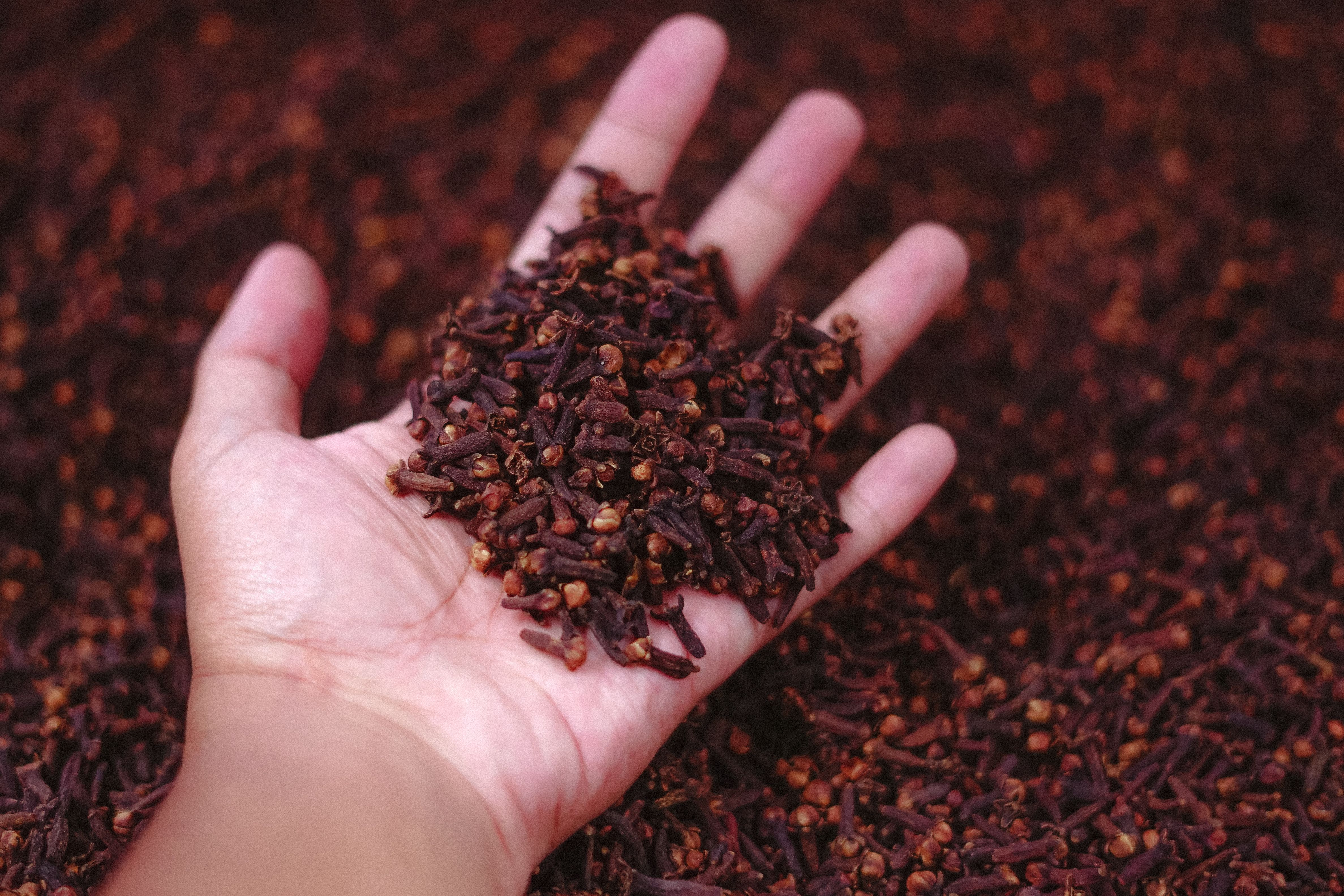Liane de vanille — Vanilla & Spices